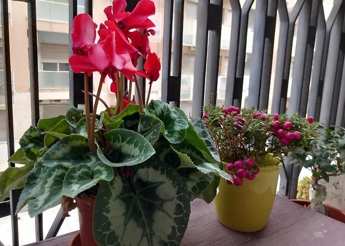 La Valigia Sul Letto 住宿加早餐酒店 卡塔尼亚